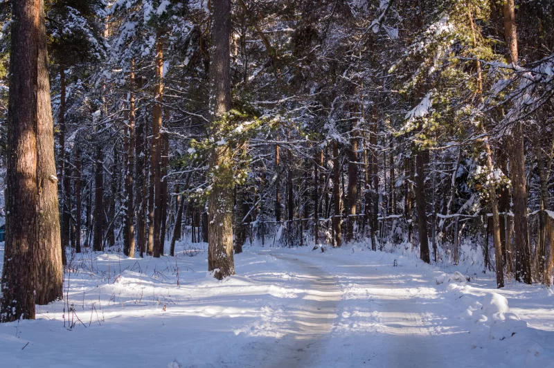 Зимний лес: солнечный день на тропе