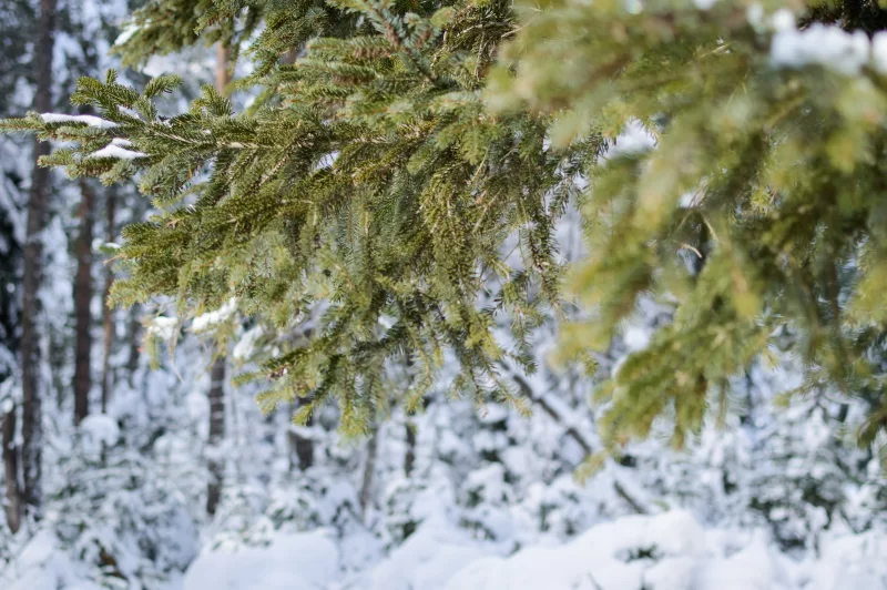Зимний лес: пушистые ветви ели под снегом