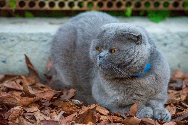 Fluffy grey Scottish Fold cat in a blue collar, sitting on wood chips