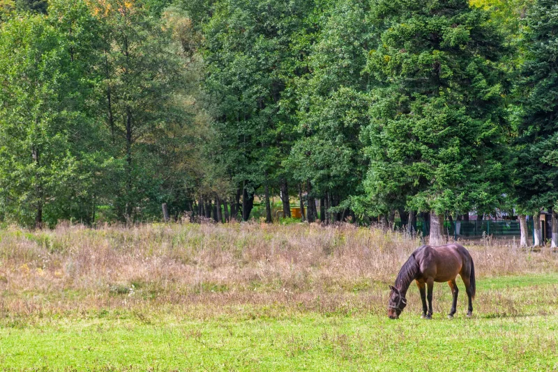 Horse grazing in a field in Adygea