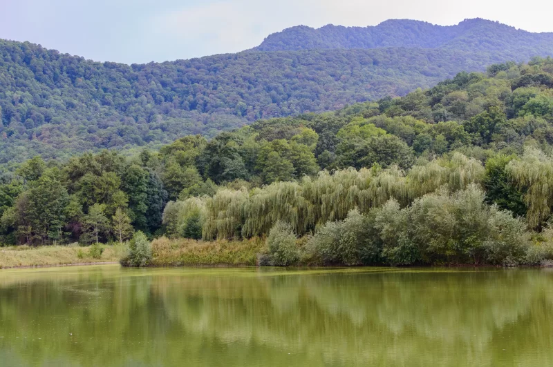 Живописное озеро в лесу