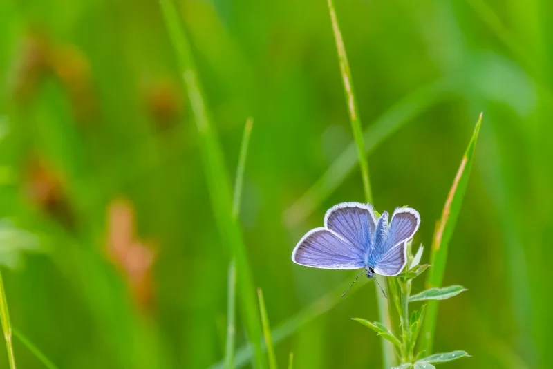 Нежный голубой мотылек отдыхает на зеленом стебле травы в солнечном свете