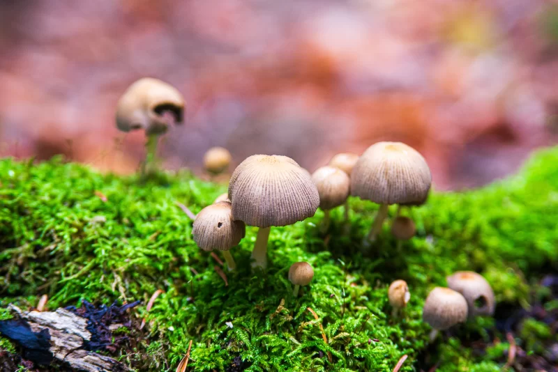 Дикие грибы на мху в лесу Адыгеи