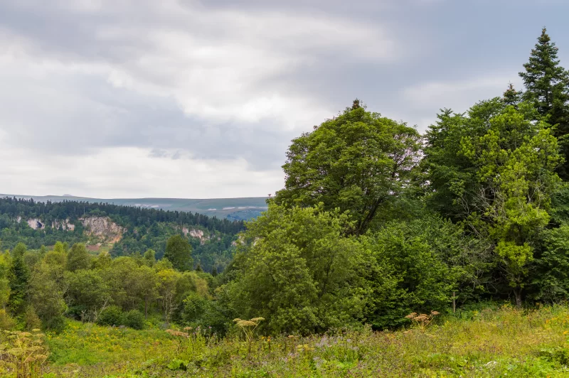 Горный пейзаж с лесом и облаками