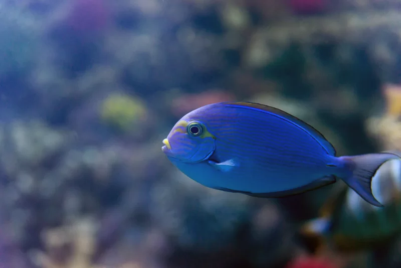 Яркая синяя рыбка в аквариуме: крупный план подводного мира