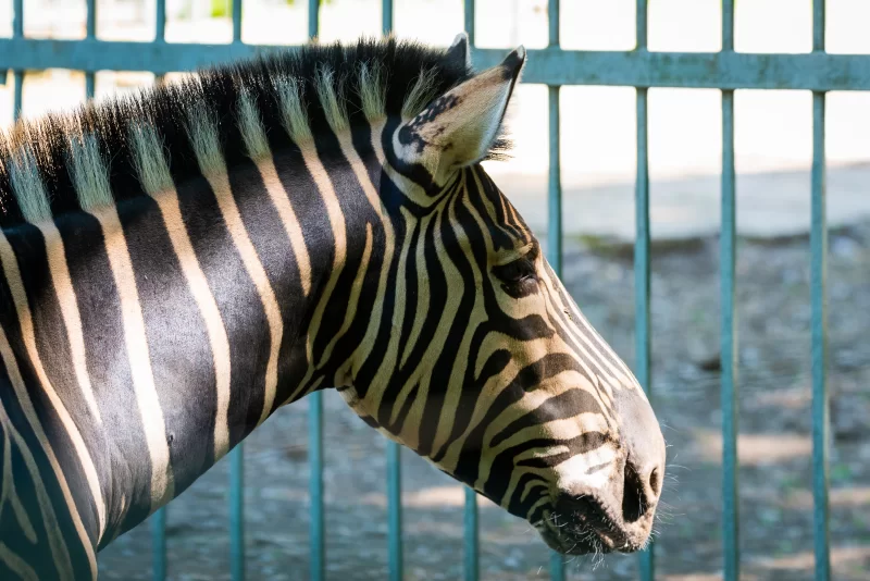 Крупный план головы зебры в профиль на фоне ограды