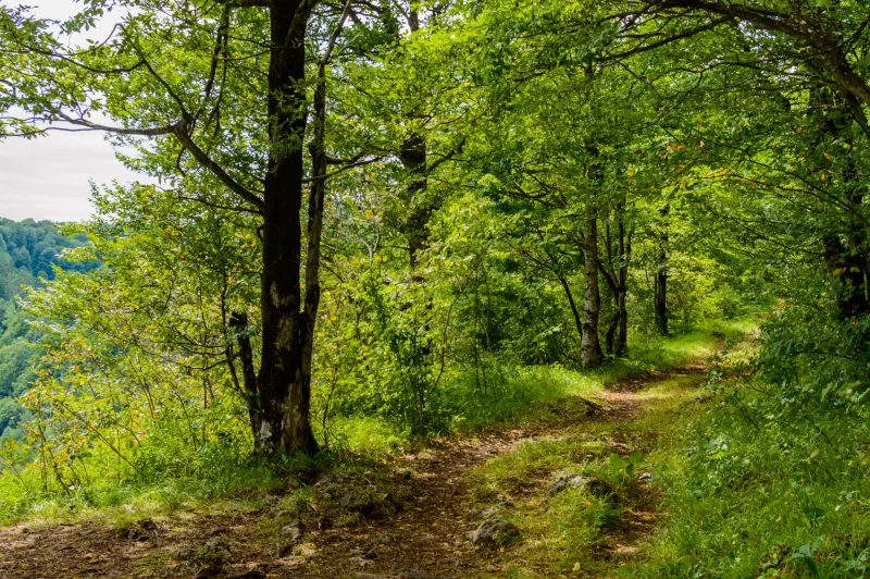 Лесная тропа в летнем лесу