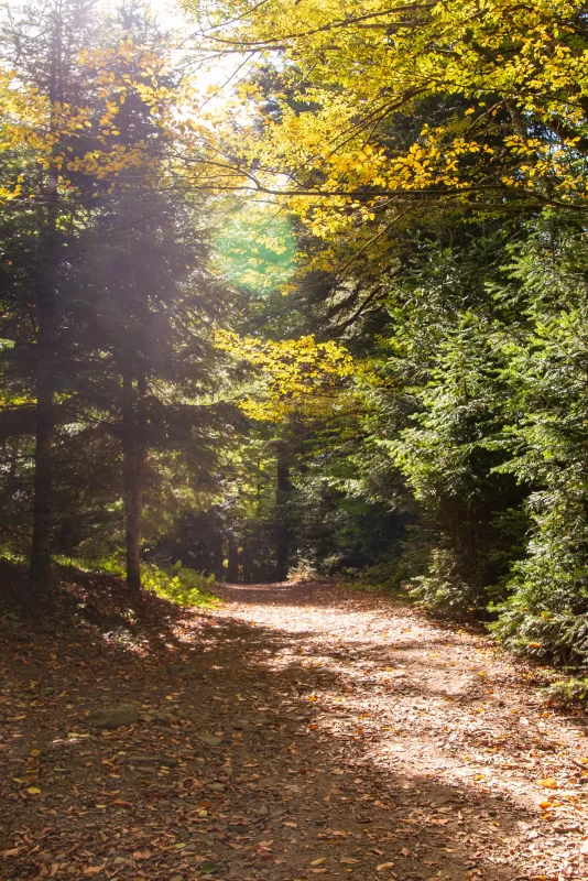 Солнечная осенняя лесная тропа