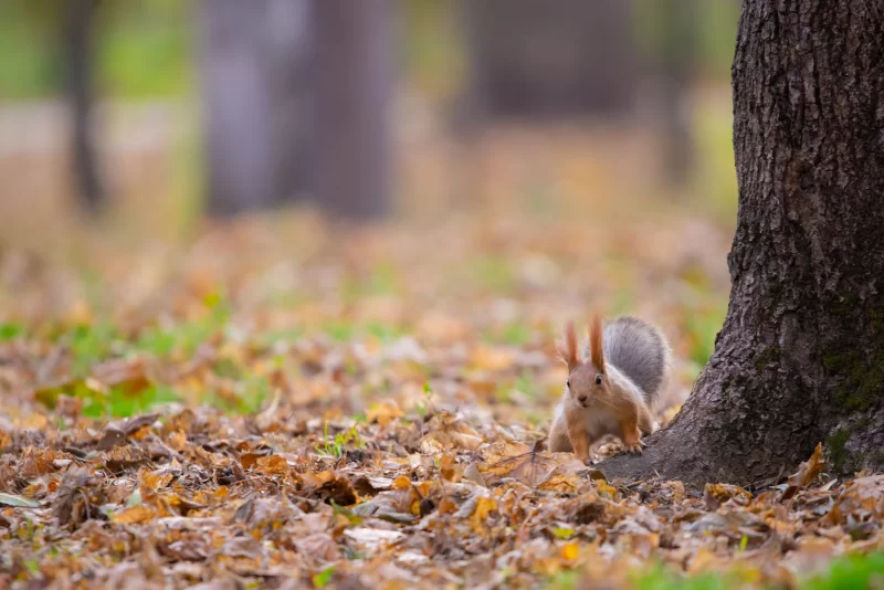 Squirrel on forest floor in autumn