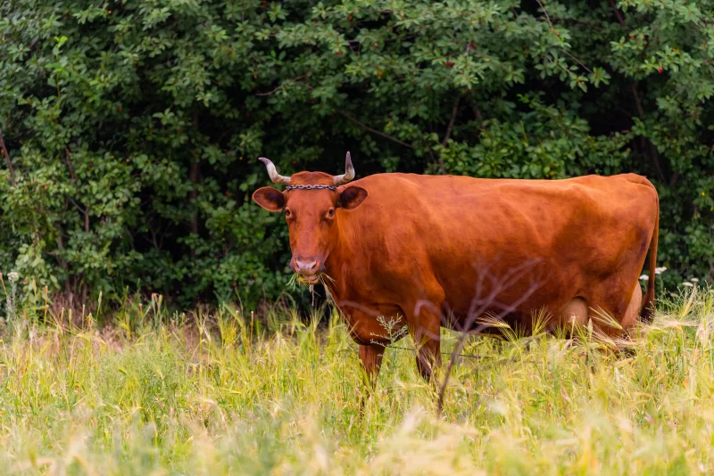 Cow eating grass in a meadow