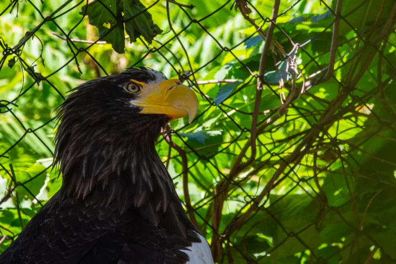 Крупный план головы величественного белоплечего орлана на фоне зелени и сетки
