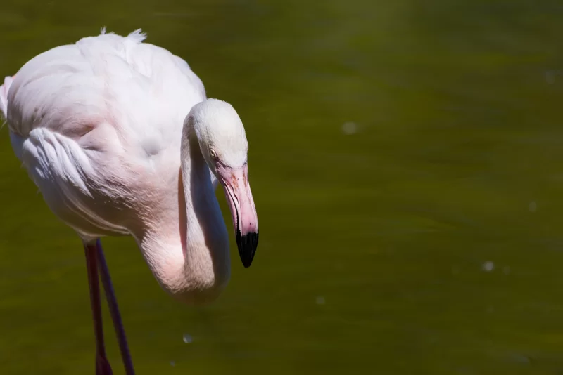 Нежный розовый фламинго склонил голову у поверхности воды