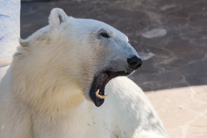 Белый медведь зевает