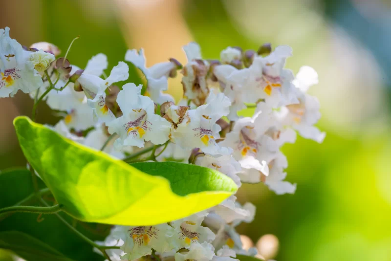 Цветы каштана в солнечных лучах