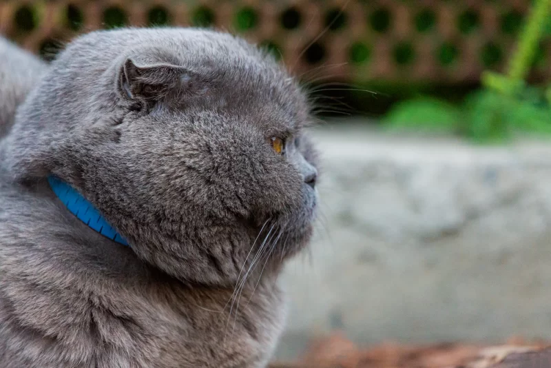 Крупный план пушистого серого кота породы Шотландская вислоухая в голубом ошейнике, смотрящего вдаль