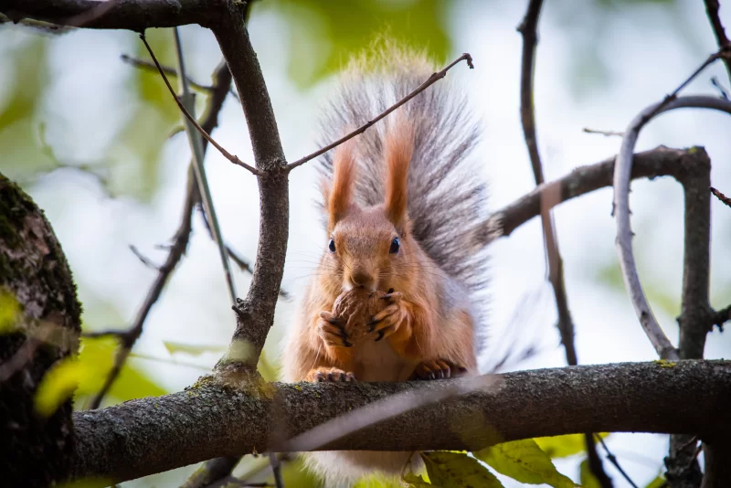 Squirrel eating nut on a tree branch