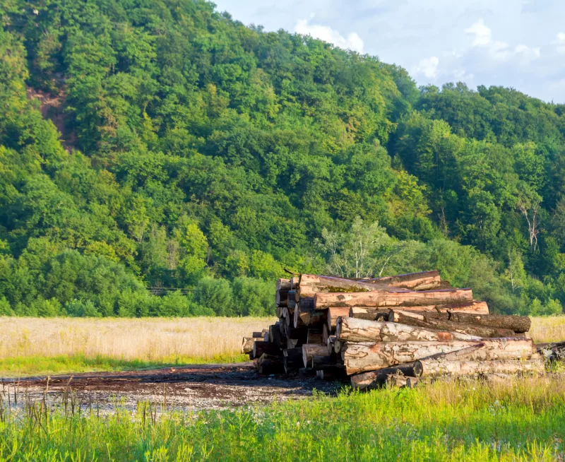 Бревна на поляне