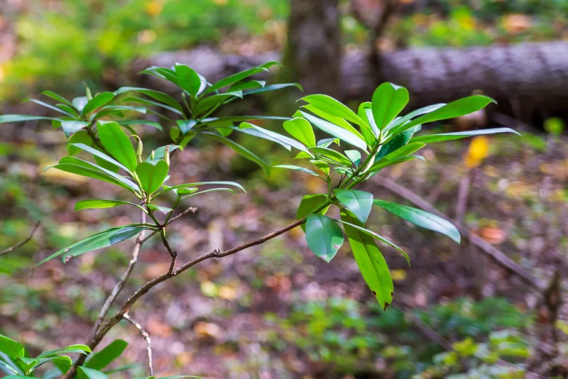 Яркие зеленые листья в лесном подлеске