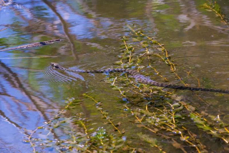 Snake swimming in water with plants