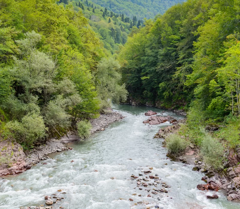 Горная река в густом зеленом лесу