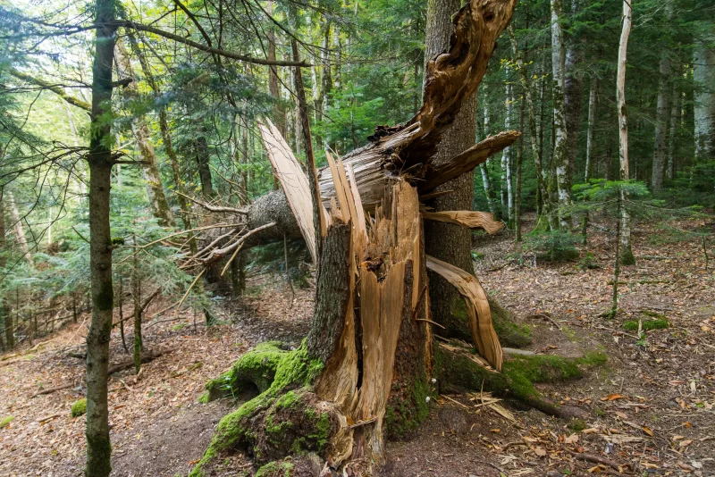 Сломанное дерево в лесу Адыгеи