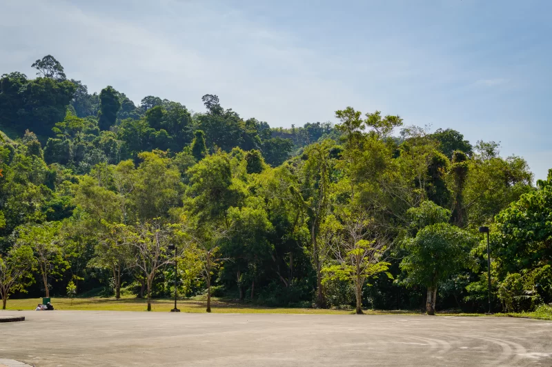 Пейзаж зеленого сада и луга