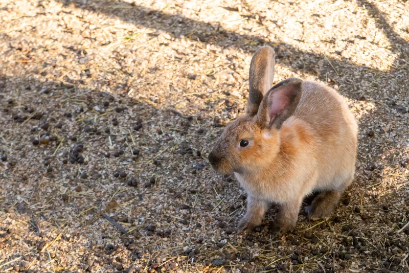 Милый коричневый кролик в солнечном свете