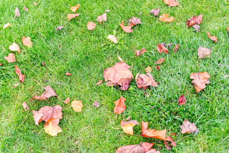 Опавшие осенние листья на ярко-зеленой траве