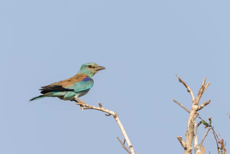 Сизоворонка на ветке на фоне голубого неба