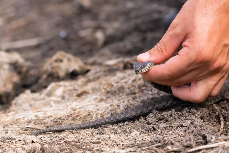 Змея в руке человека