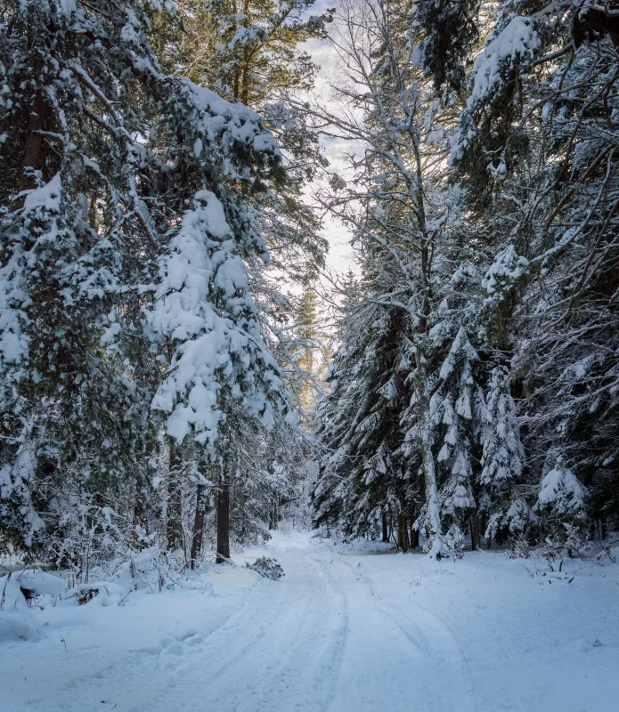 Winter forest, snowy road