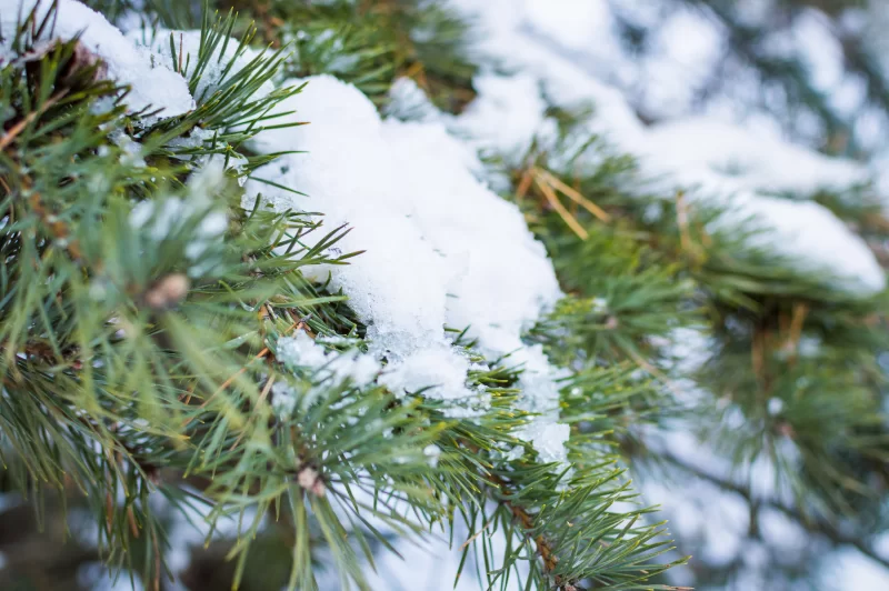 Снег на пихтовых ветвях в зимнем лесу