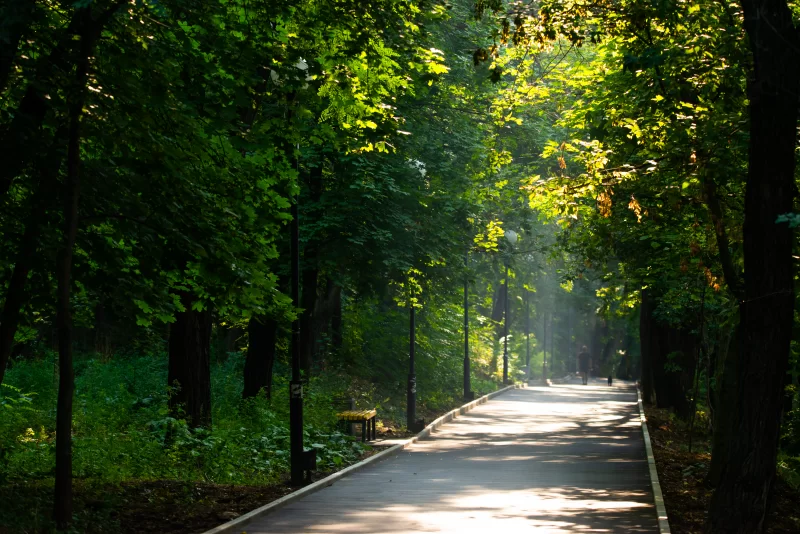 Красивая аллея в парке