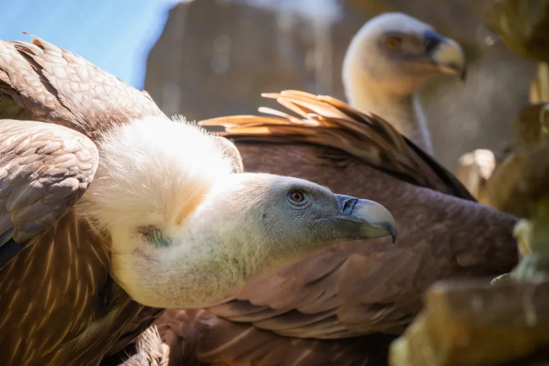 Портрет грифона: взгляд хищника в лучах солнца