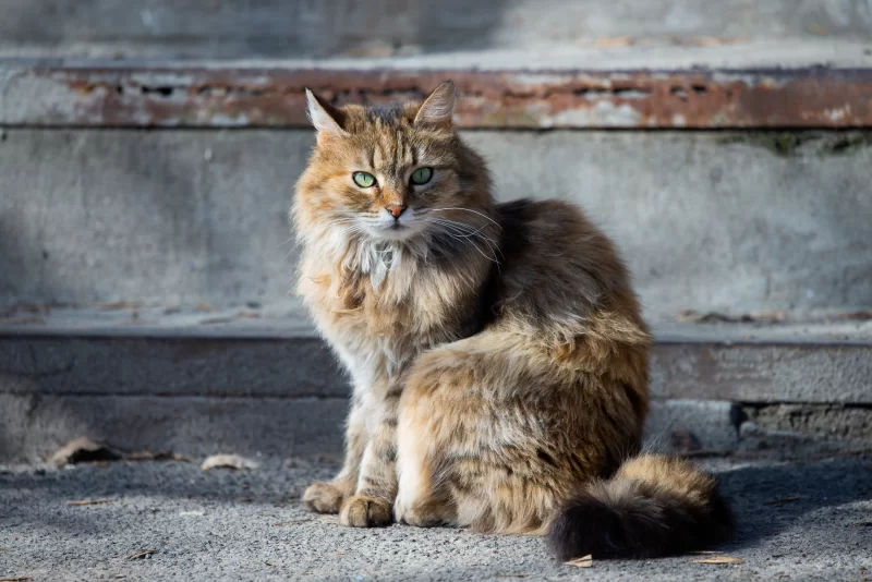Пушистый кот с изумрудными глазами сидит на ступенях