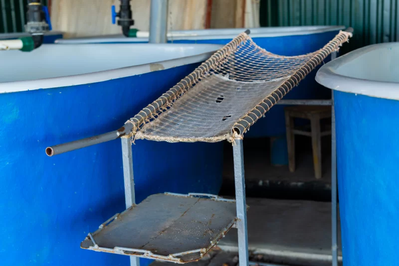 Стол для получения икры осетровых рыб от взрослой рыбы на рыбоводном заводе