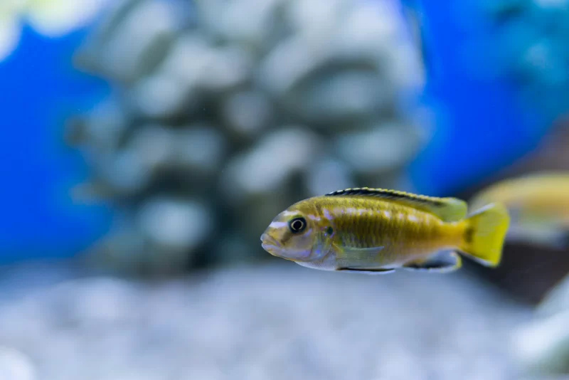 Яркая рыбка в аквариуме: крупный план золотистой рыбки на фоне голубой воды и камешков
