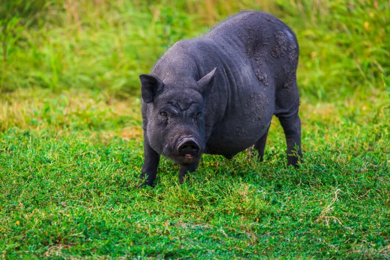 Черная свинья на зеленой траве