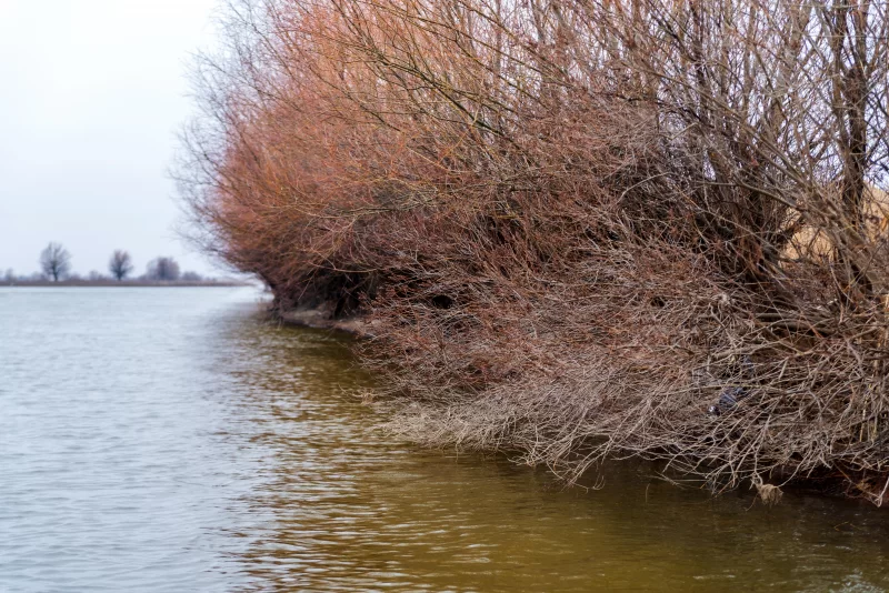 Ветви деревьев над рекой