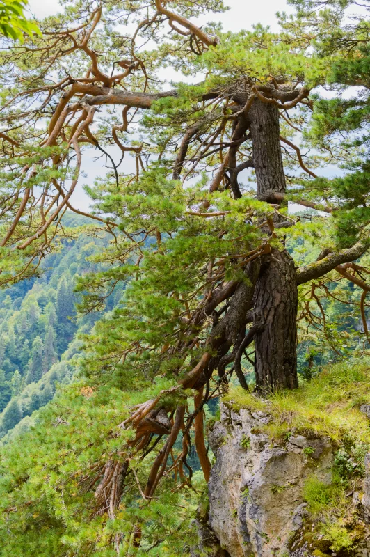 Старая сосна на скале в горах