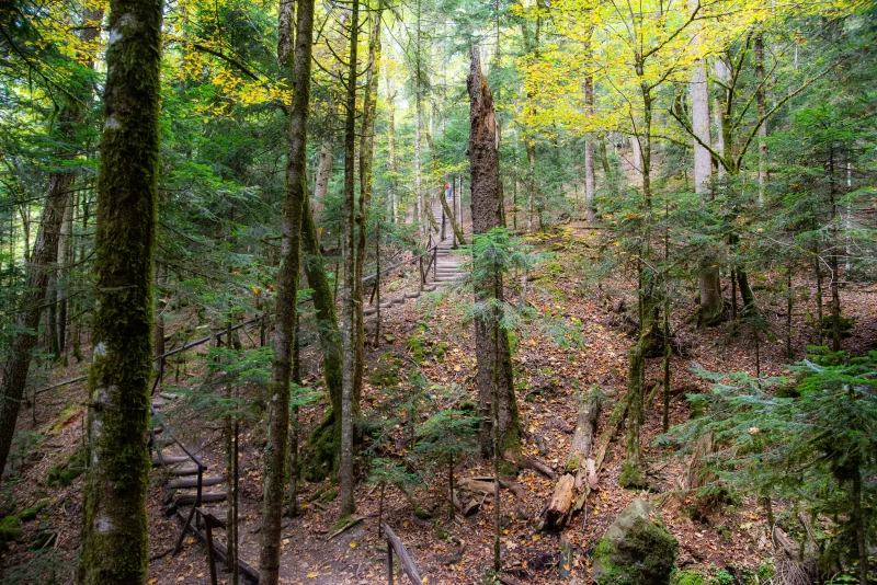 Forest trail in Adygea