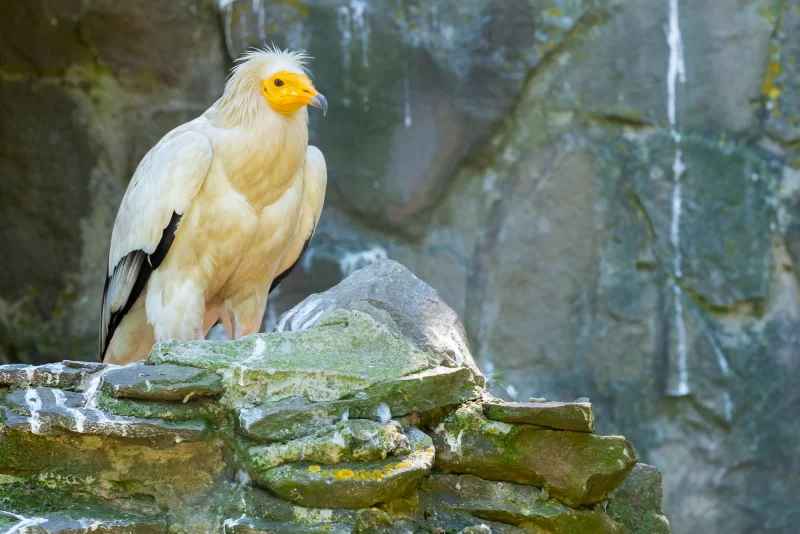 Египетский стервятник с ярким оранжевым клювом на скалистом уступе