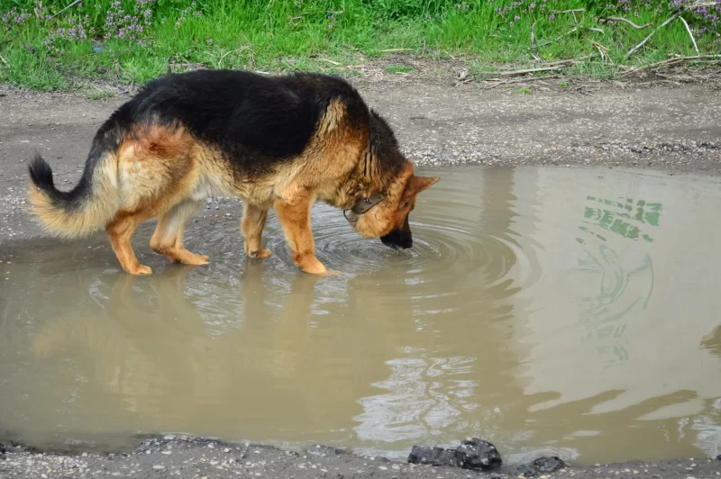 German shepherd drinks water from a puddle after rain