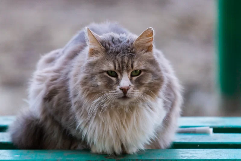 Fluffy grey cat with emerald eyes sitting on a bench