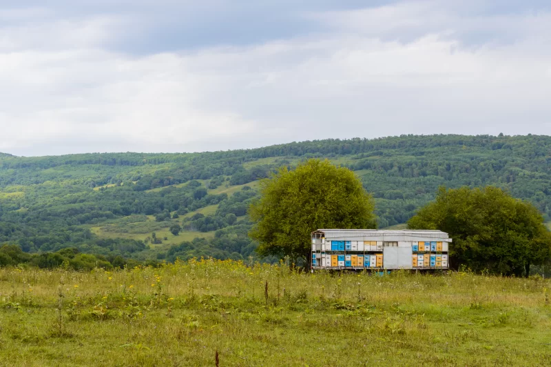 Пасека в живописной долине