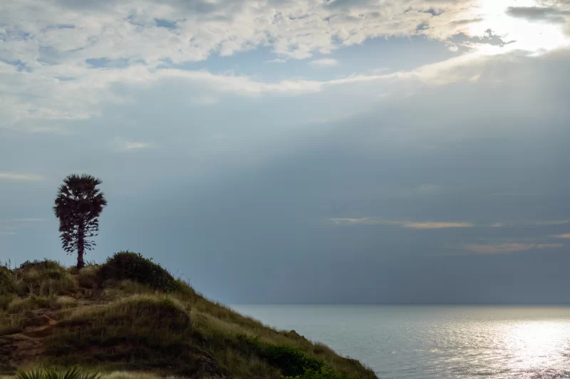 Одинокая пальма на восходе солнца