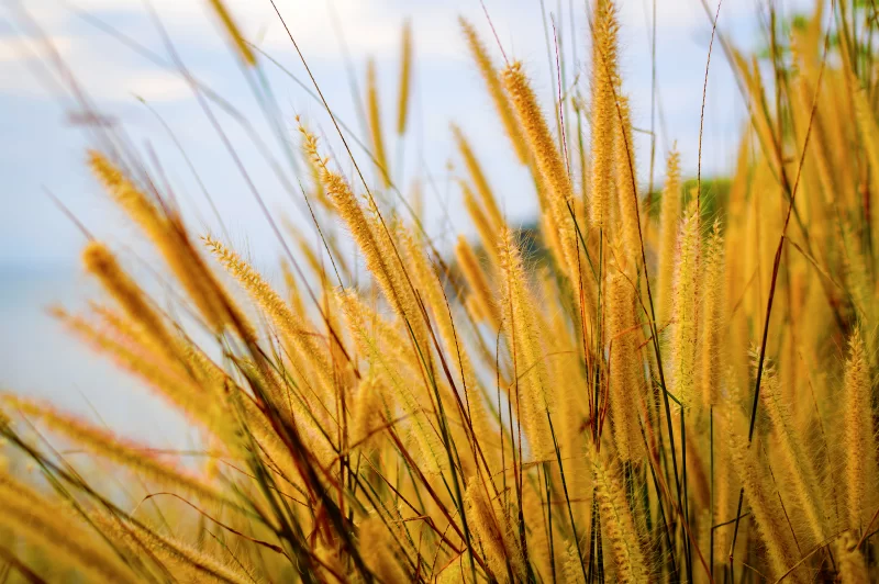 Колоски на берегу моря на закате