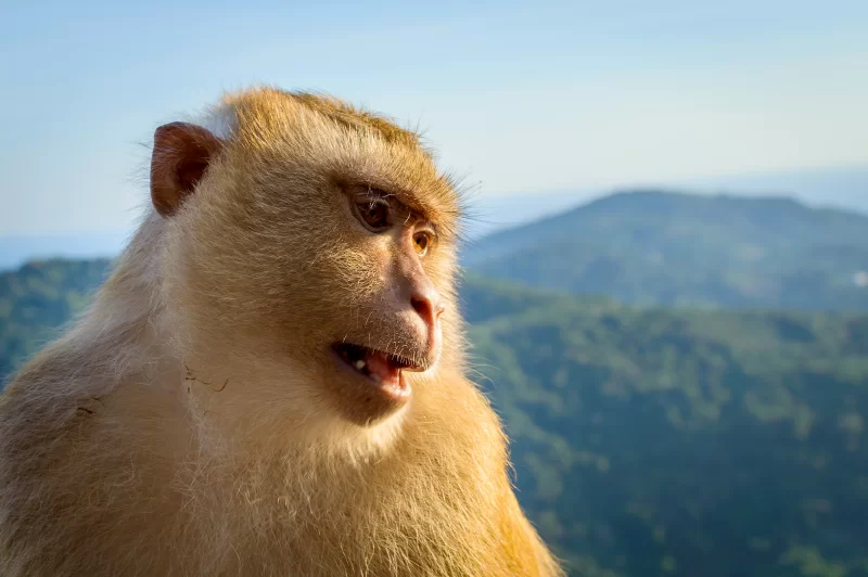 Portrait of monkey face