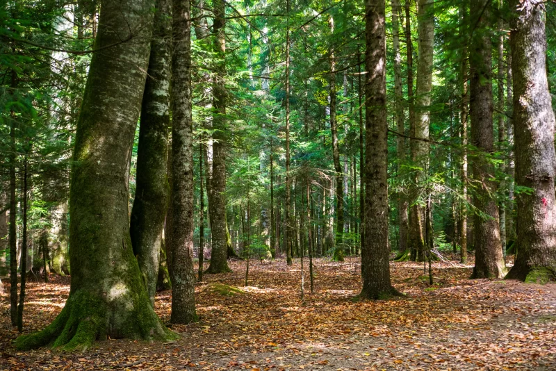 Залитый солнцем лес в Адыгее
