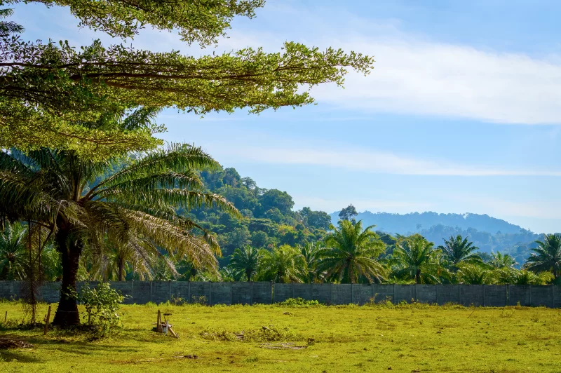 Пейзаж зеленого сада и луга